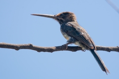 Jacamaralcyon tridactyla