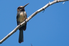 Jacamaralcyon tridactyla