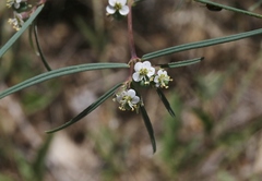 Euphorbia florida