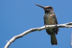 Jacamaralcyon tridactyla