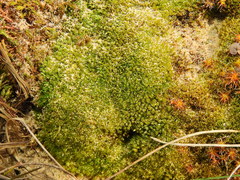 Bryum dichotomum