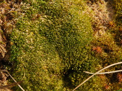 Bryum dichotomum