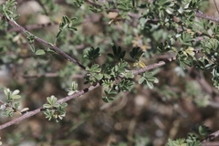 Dalea pulchra