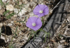 Ipomoea ternifolia