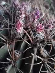 Ferocactus macrodiscus macrodiscus