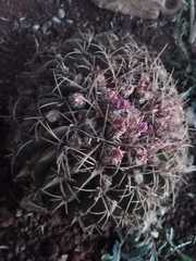 Ferocactus macrodiscus macrodiscus