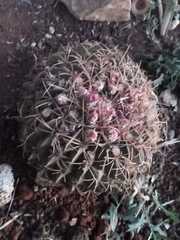 Ferocactus macrodiscus macrodiscus