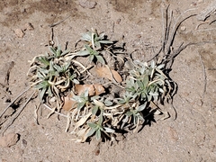 Tetraneuris argentea