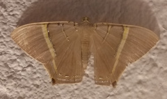 Phrygionis polita