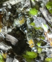 Ischnocoris hemipterus