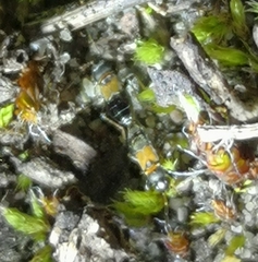 Ischnocoris hemipterus