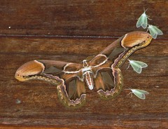 Rothschildia hopfferi