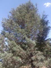 Callitris glaucophylla