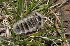 Lycia zonaria
