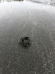 Abarenicola pacifica