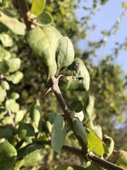 Pisonia capitata