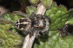 Pellenes tripunctatus