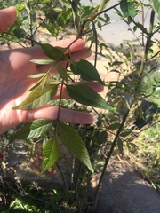 Fraxinus uhdei