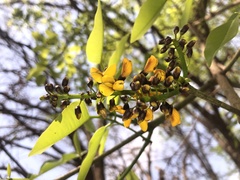 Platymiscium trifoliolatum