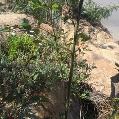 Fraxinus uhdei