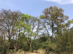 Platymiscium trifoliolatum