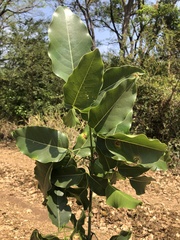 Platymiscium trifoliolatum