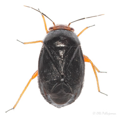 Strongylocoris