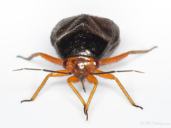 Strongylocoris