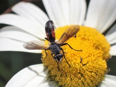 Cylindromyia interrupta