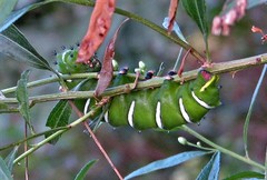 Rothschildia jacobaeae