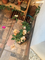 Bougainvillea glabra