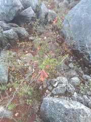 Clinopodium mexicanum