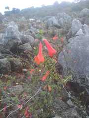 Clinopodium mexicanum