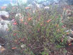 Clinopodium mexicanum