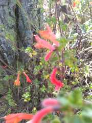 Clinopodium mexicanum