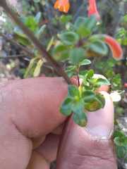 Clinopodium mexicanum
