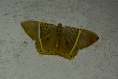 Phrygionis polita