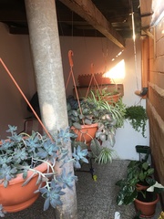 Bougainvillea glabra