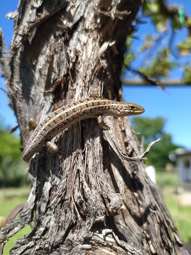 Trachylepis capensis