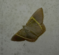 Phrygionis polita