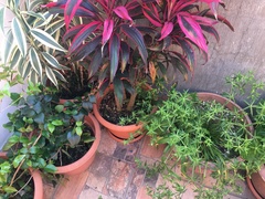 Bougainvillea glabra