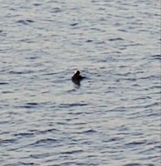 Melanitta perspicillata