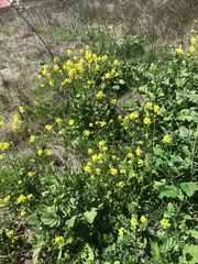 Rhamphospermum nigrum