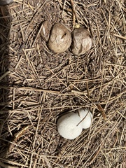 Vascellum lloydianum