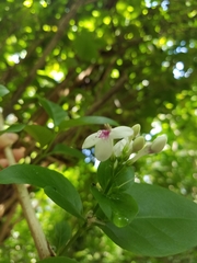 Pseuderanthemum carruthersii