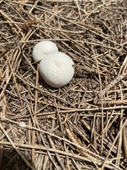 Vascellum lloydianum