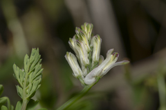 Fumaria judaica judaica