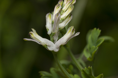 Fumaria judaica judaica