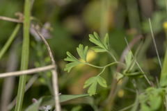 Fumaria judaica judaica
