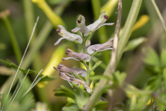 Fumaria judaica judaica